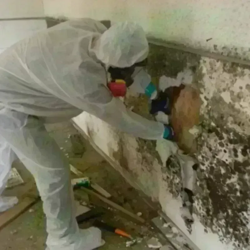 Mold Remediation and Removal in Ocean View, DE